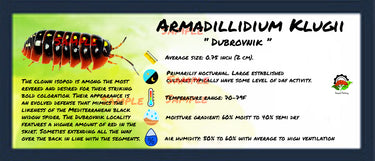 Armadillidium Klugii Dubrovnik Isopod Bin Label